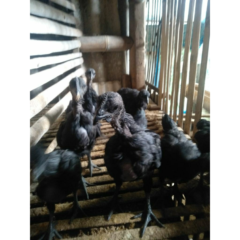 ayam cemani LA lidah abu-abu umur 2 bulan