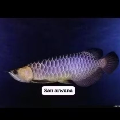 golden red bluebase arowana