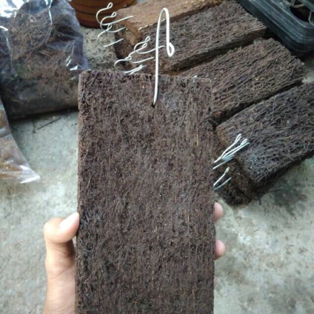 media akar pakis papan lempeng 15x20 anggrek sedang besar sudah ada cantelan nya