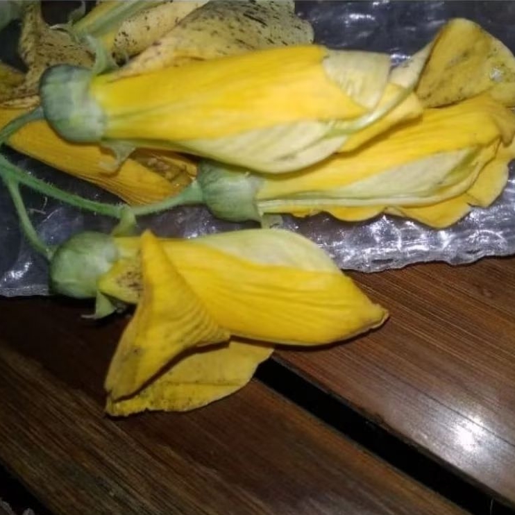 Bibit Turi Kuning | 1 Kg bisa muat 2 tanaman