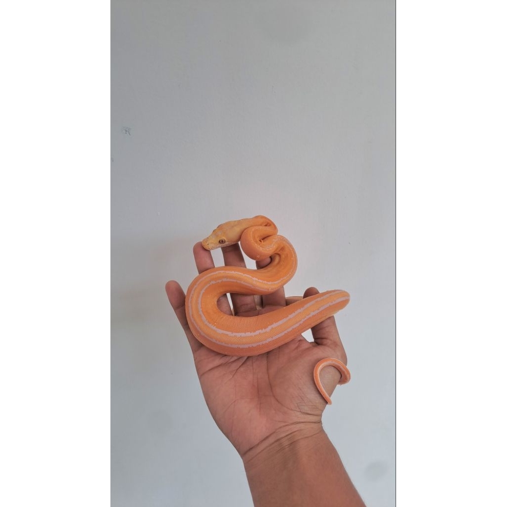 retic gc tiger albino