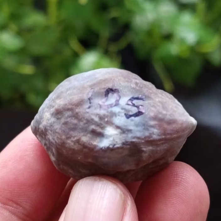 Muncang adu jayanti pait jr kode 105.