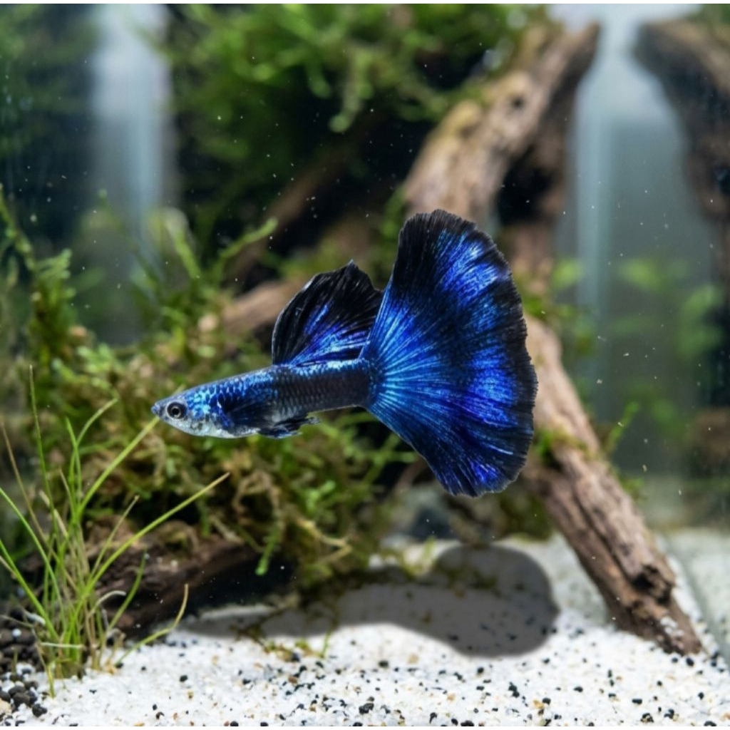 cairan pewangi singa blue tail