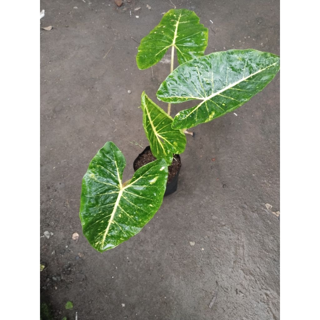 sente golden mini sedang