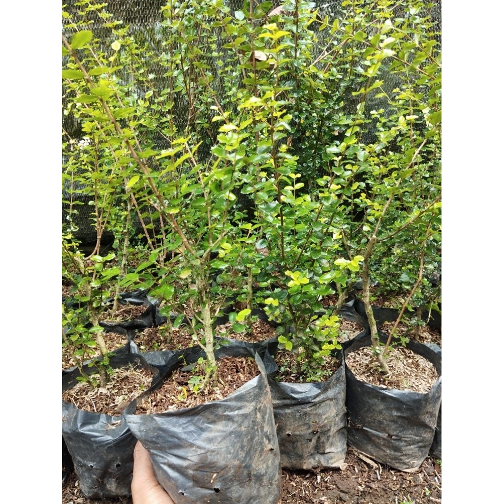 bahan bonsai mirten duri bonsai mirten malpighia coccigera 15k