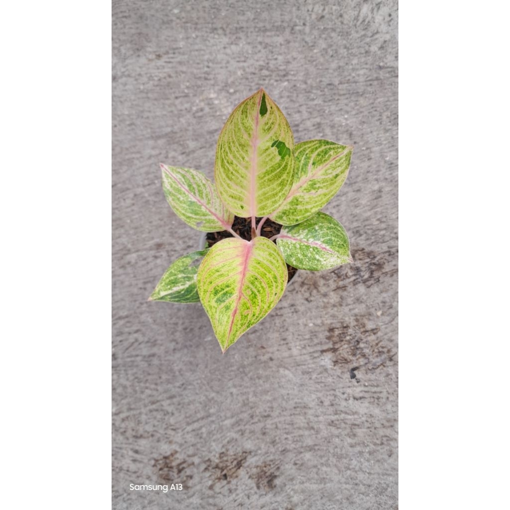 Aglonema GOLIATH (Remaja Daun 6) (3)