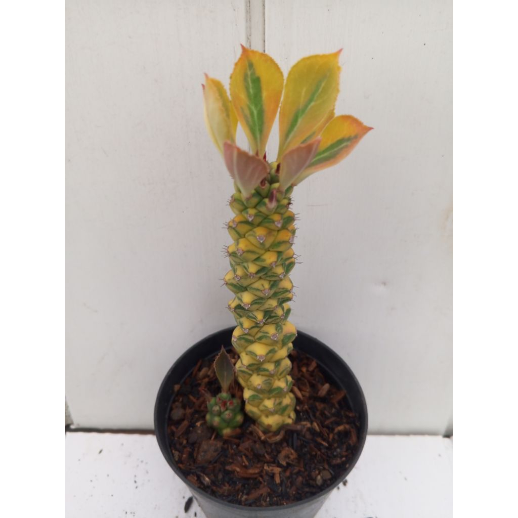 mona adenium varigata