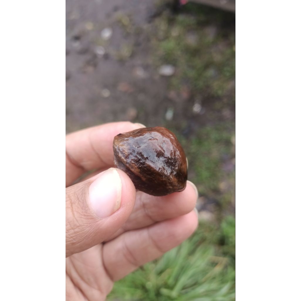 Muncang Adu Jalim Si Kuya Ori Cangklongan