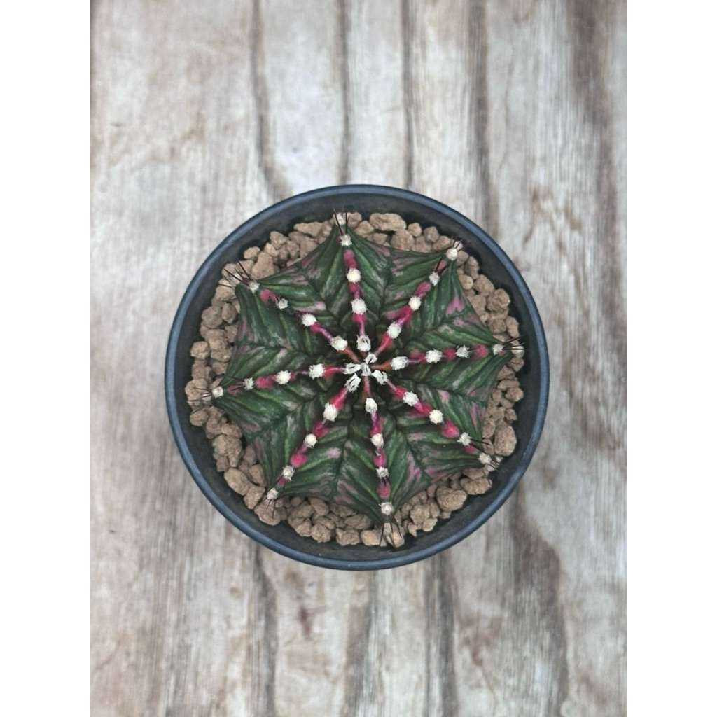Gymno Mihanovichii Hybrid Var - 07