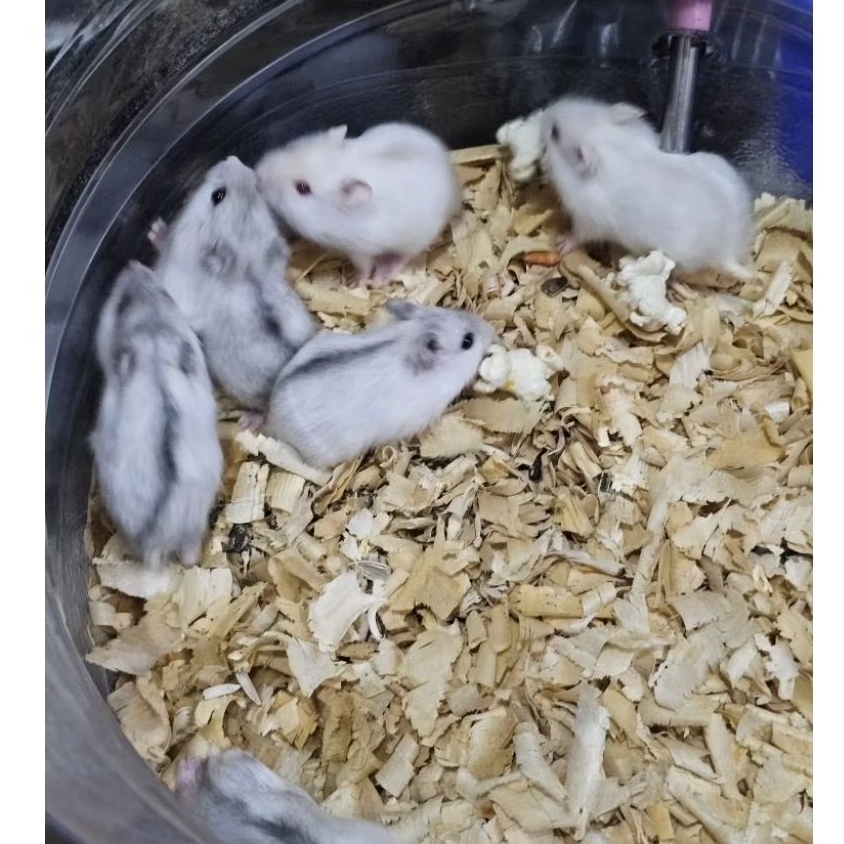 [ READY SIAP KIRIM ] Hamster Winter White Pearl, Hamster Golden anakkan ,indukkan.