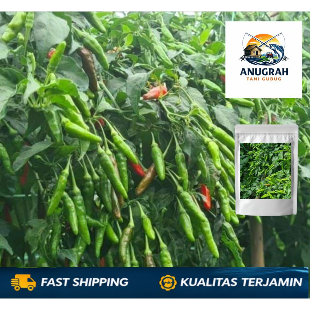 100 BIJI - BENIH CABAI RAWIT HIJAU EXTRA PEDAS LOKAL RAMOS F1 - BIBIT UNGGULAN - BIBIT CABAI