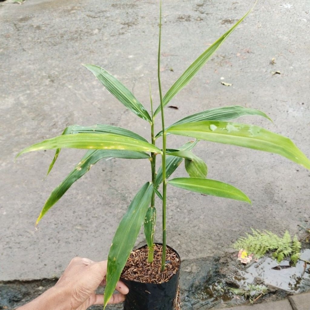 Tanaman jahe bibit jahe tahan jahe tanaman rimpang