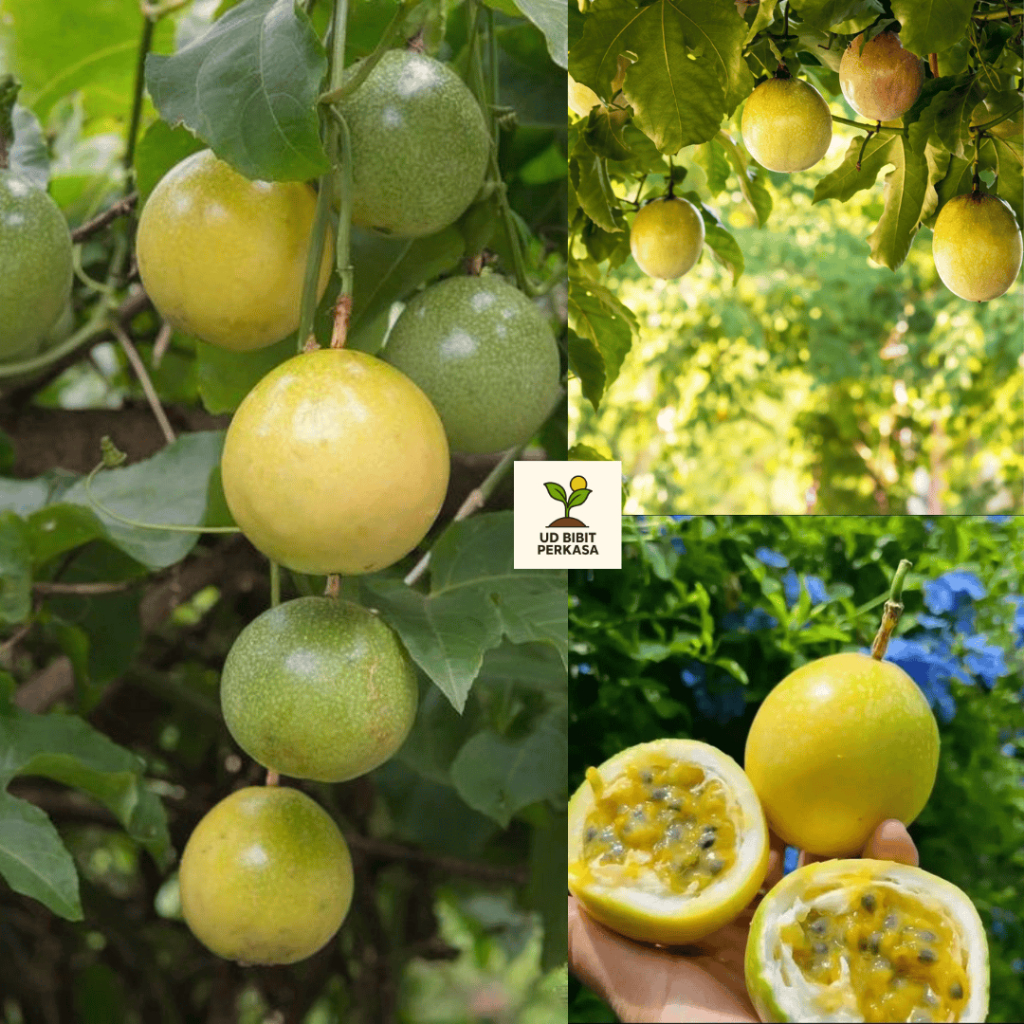 Bibit Markisa Kuning Madu Manis Premium