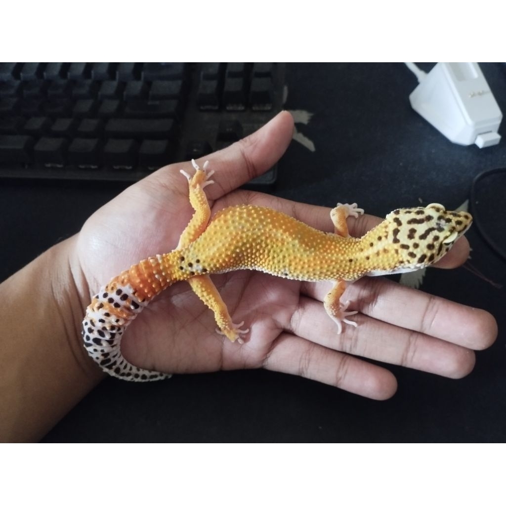 LEOPARD GECKO MAINAN DEWASA TANGARINE HET TREMPER FEMALE