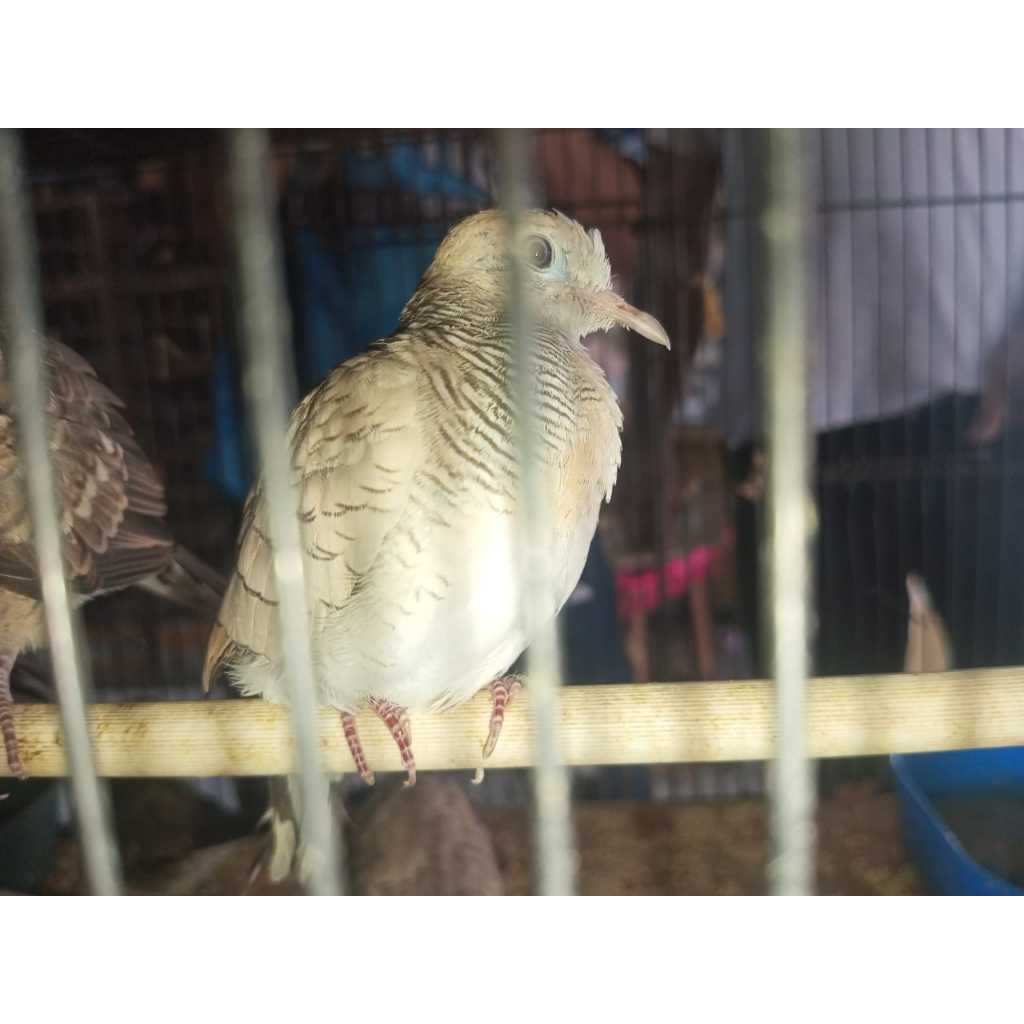 Perkutut Silver Tangerang