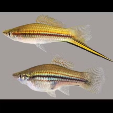 Ikan platy green swordtail indukan