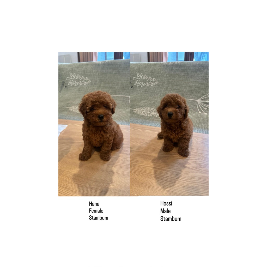 Poodle Toy
