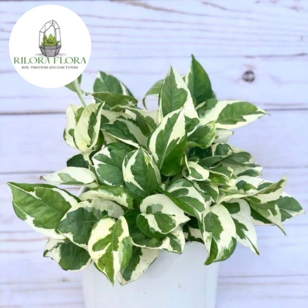 Tanaman hias srigading njoy - Pohon srigading njoy