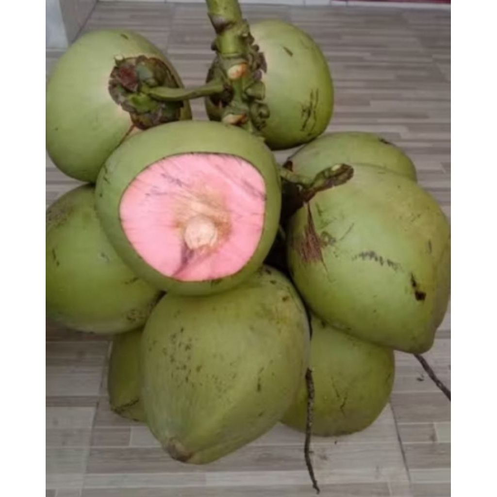 Kelapa ijo cupat merah / kelapa obat / degan wulung