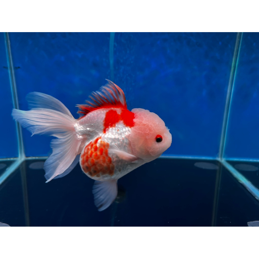 Ikan mas koki Oranda Red White OLT size jumbo