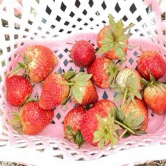 Strawberry Lokal Segar 1kg - Manis, Segar, dan Kaya Vitamin
