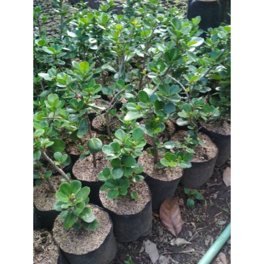 Beringin Dolar Mangkok Super Mikro Bahan Bonsai