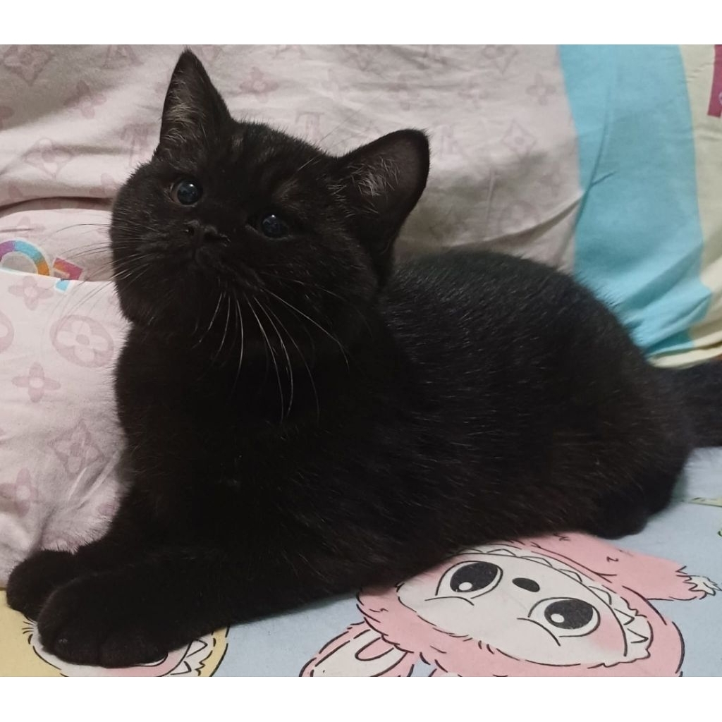 BSH jantan hitam kitten