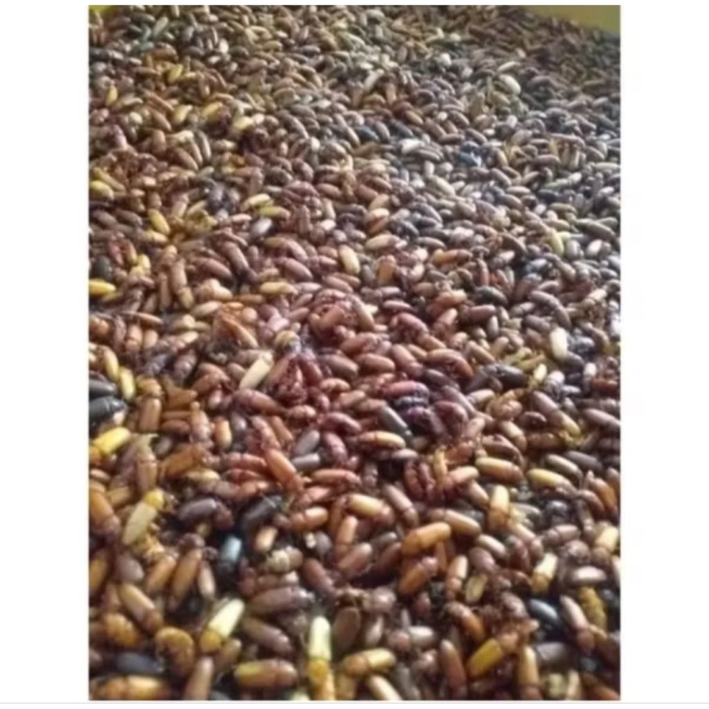 100 Ekor Kepik Ulat Hongkong