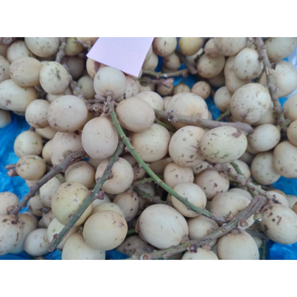 Buah Langsat / Langsep /Kokosan / Duku / Doko segar