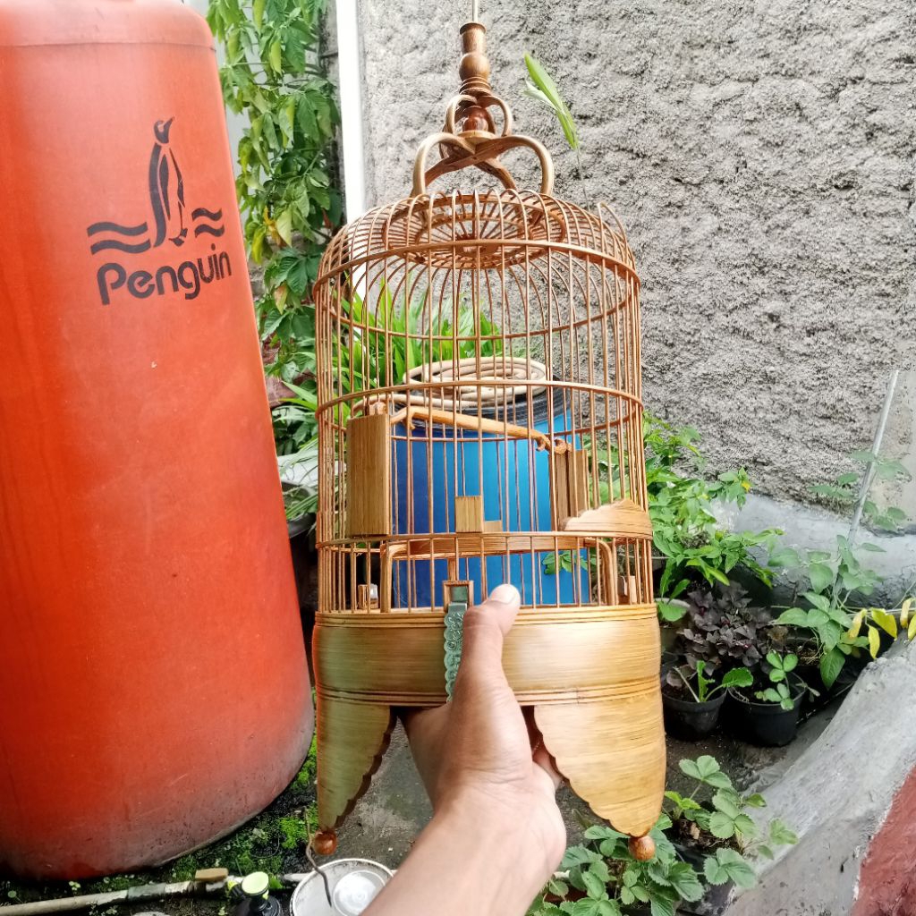 sangkar cungkok pleci