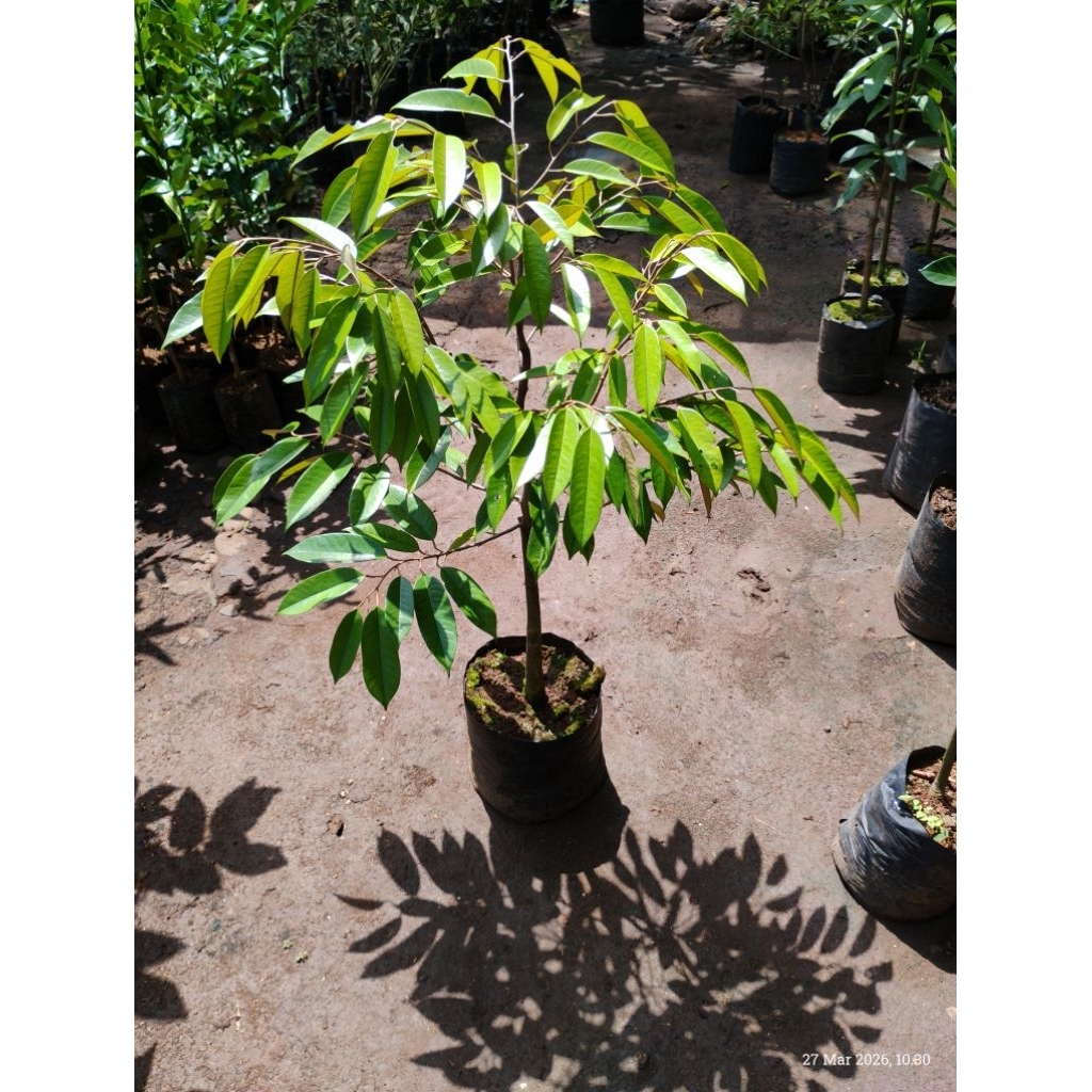 Bibit Durian Bawor Batang Besar LIMITED