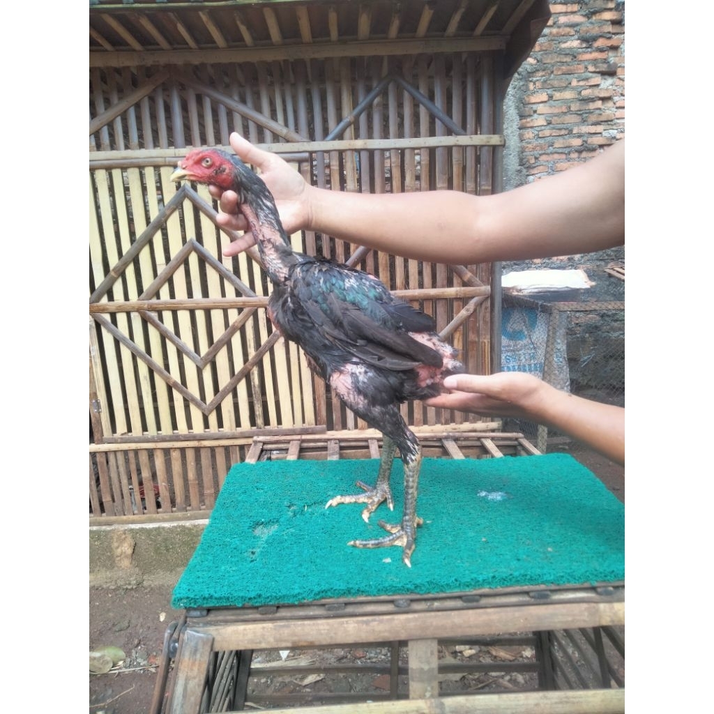 ayam Pakhoy brakot brutal/tehnik/usia 4bulan (Jantan)