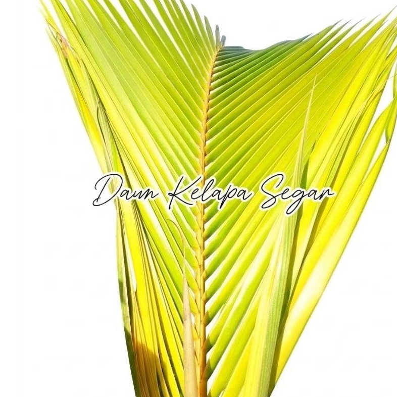 Daun Kelapa Segar | Janur Kelapa untuk Ketupat, Anyaman & Bungkus Makanan