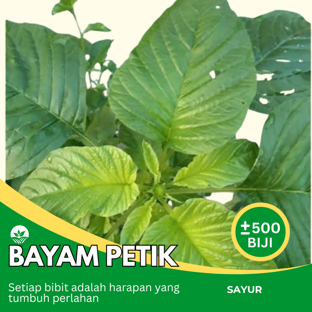 Alamtani -  500 Butir Benih Biji Bayam Petik | Bayam Kakap | Bayam Daun Lebar