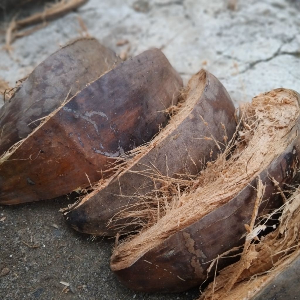 Sabut Kelapa Kering Utuh Untuk Media Tanam