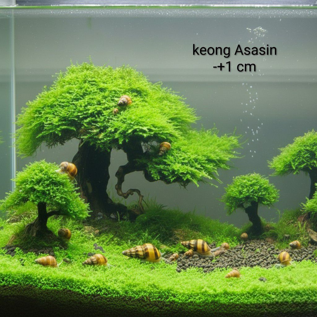 keong asasin, 10rb = 4ekor, keong hias aquascape aquatic air tawar