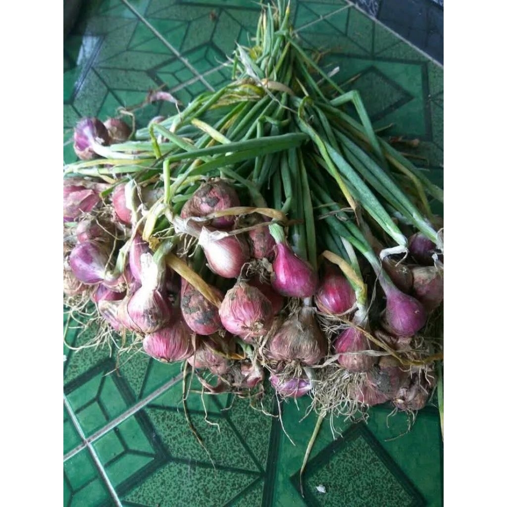 Bawang Merah Brebes (Langsung Dari Petani)