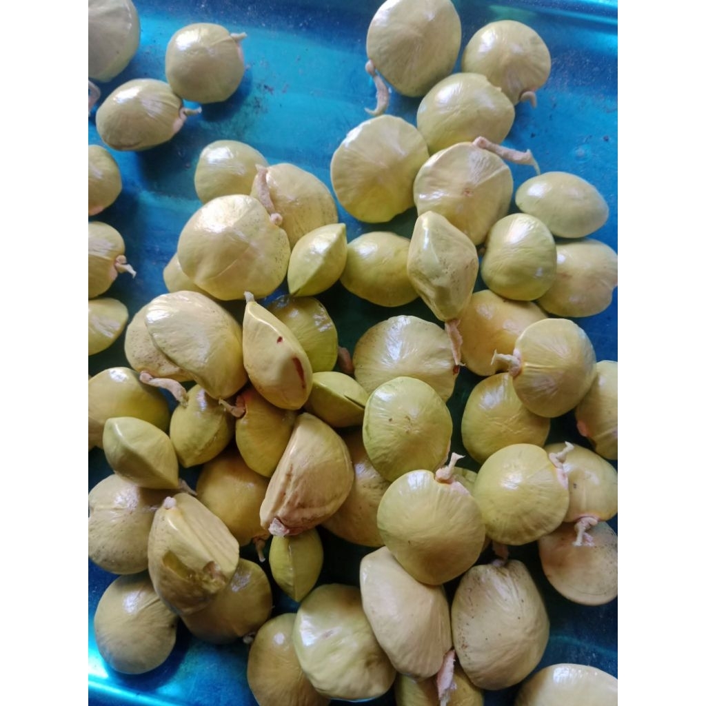 JENGKOL MUDA KUPAS 500 GRAM/JENGKOL MUDA SEGAR