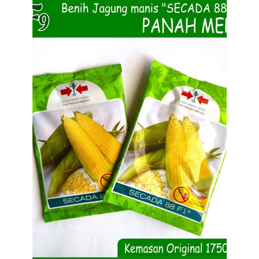 Benih Jagung Manis Secada 88 F1 1.750 Biji