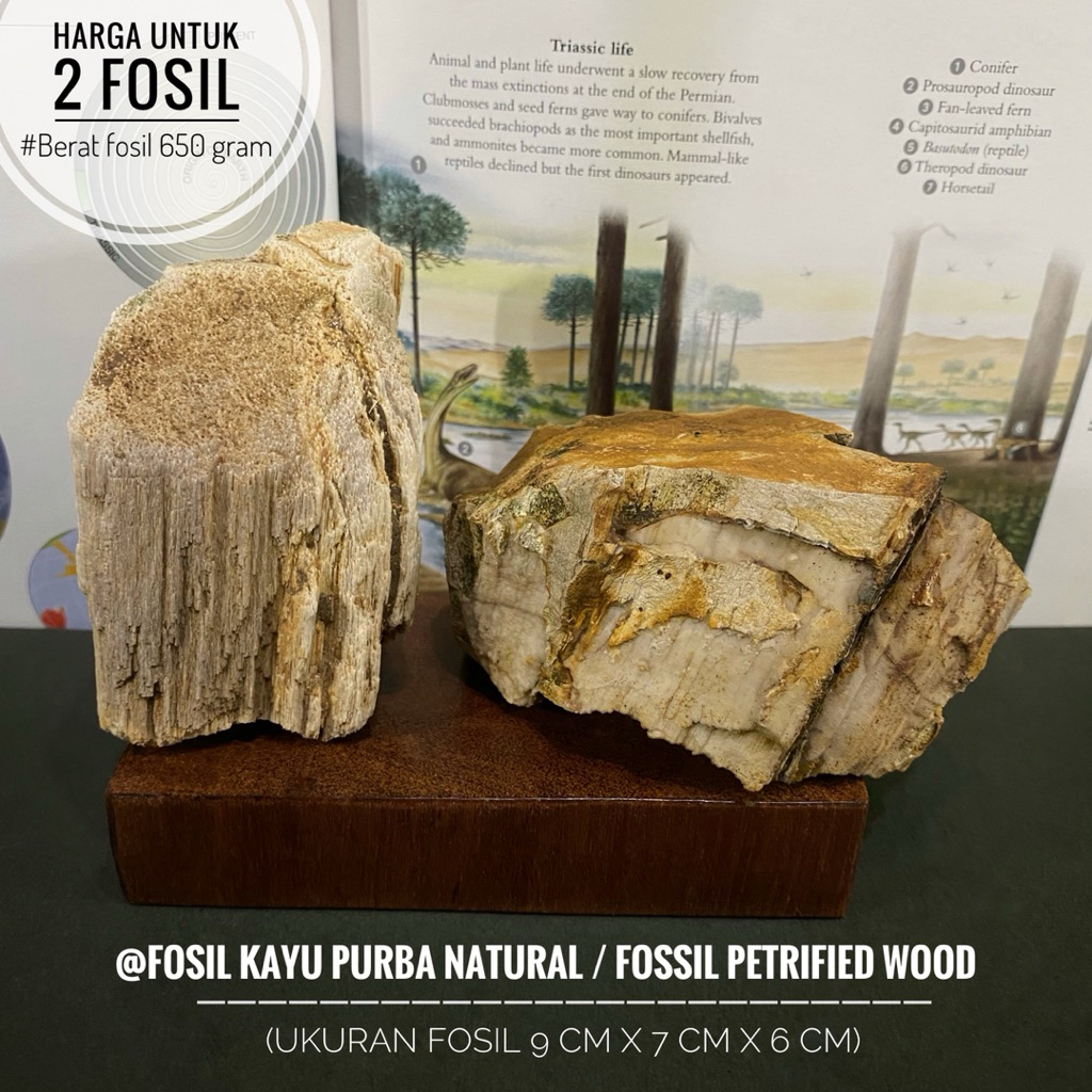 Fosil Kayu Purba Natural atau Fossil Petrified Wood atau Fosil Tumbuhan Jurasic atau Fosil Pohon Pur