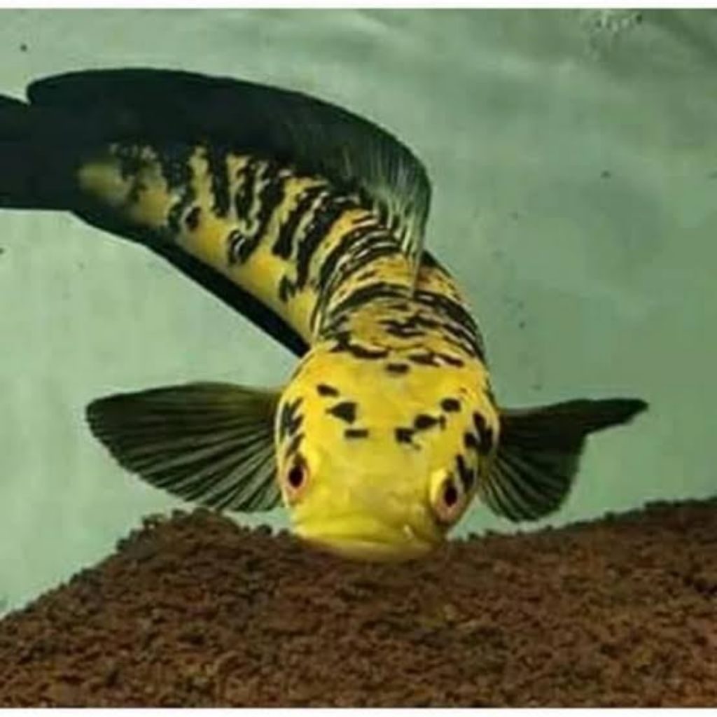 channa ys/ maru ys chana maru ys 2 ekor