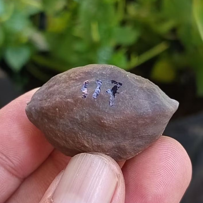 Muncang adu 4g jr x nyonyo kode 117.