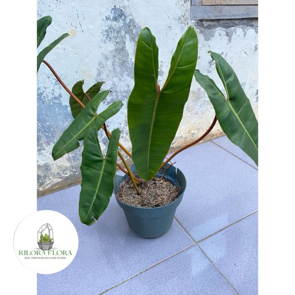 Tanaman hias philodendron kabel busi - Pohon philodendron kabel busi