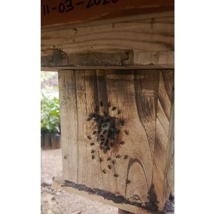 trigona itama stup+toping sudah naik madu