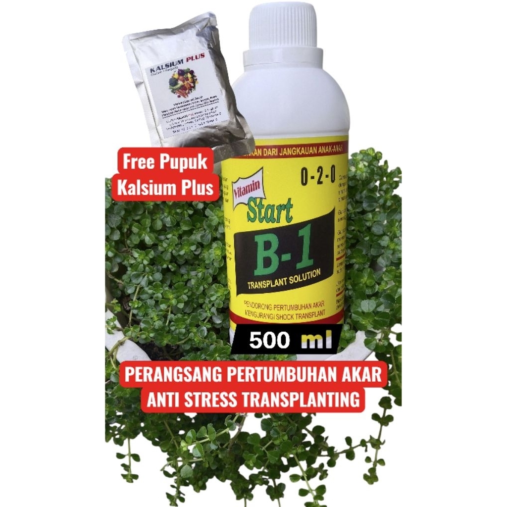 VITAMIN START B1 PERANGSANG AKAR DAN ANTI STRESS 500 MLVITAMIN START B1 PERANGSANG AKAR DAN ANTI STR