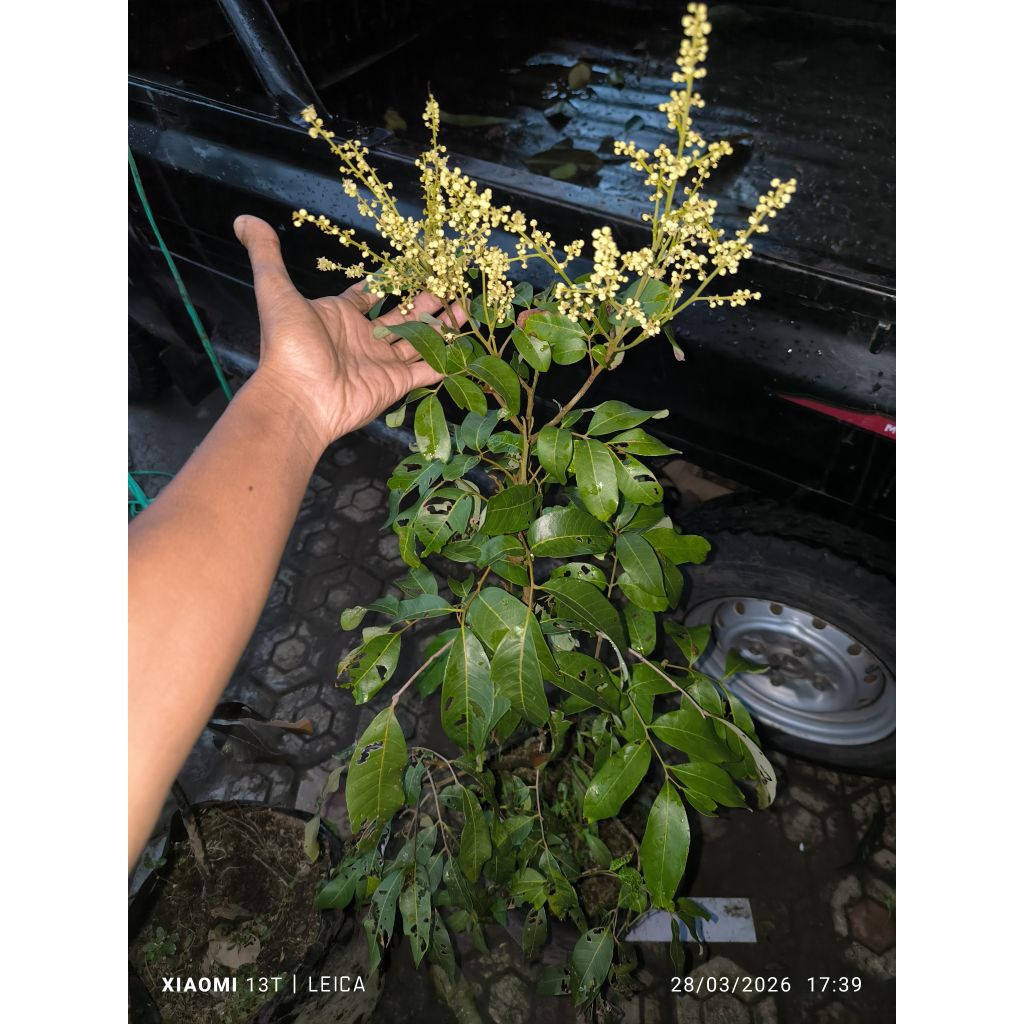 bibit kelengkeng diamond river berbunga rimbun