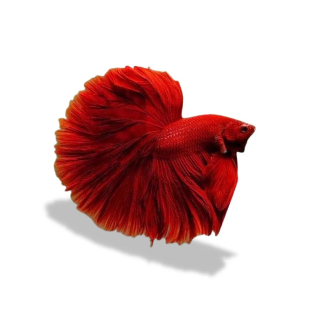 Cupang Halfmoon Rosetail Dewasa