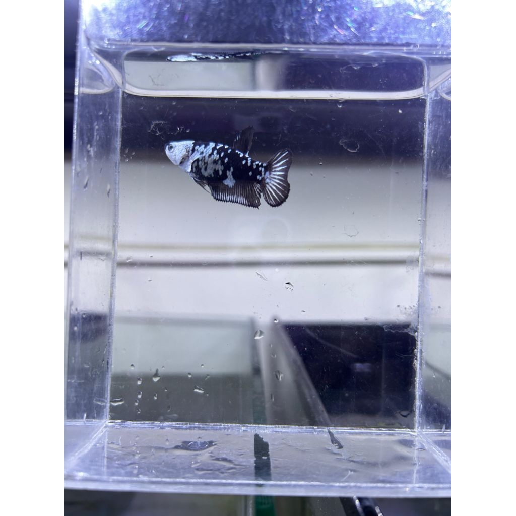 HIASAN AQUARIUM FEMALE CUPANG BLACK MAMBA