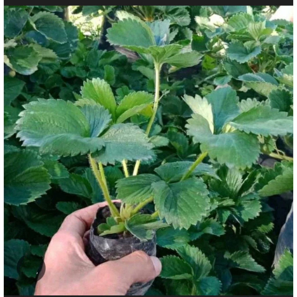 BIBIT STROBERI