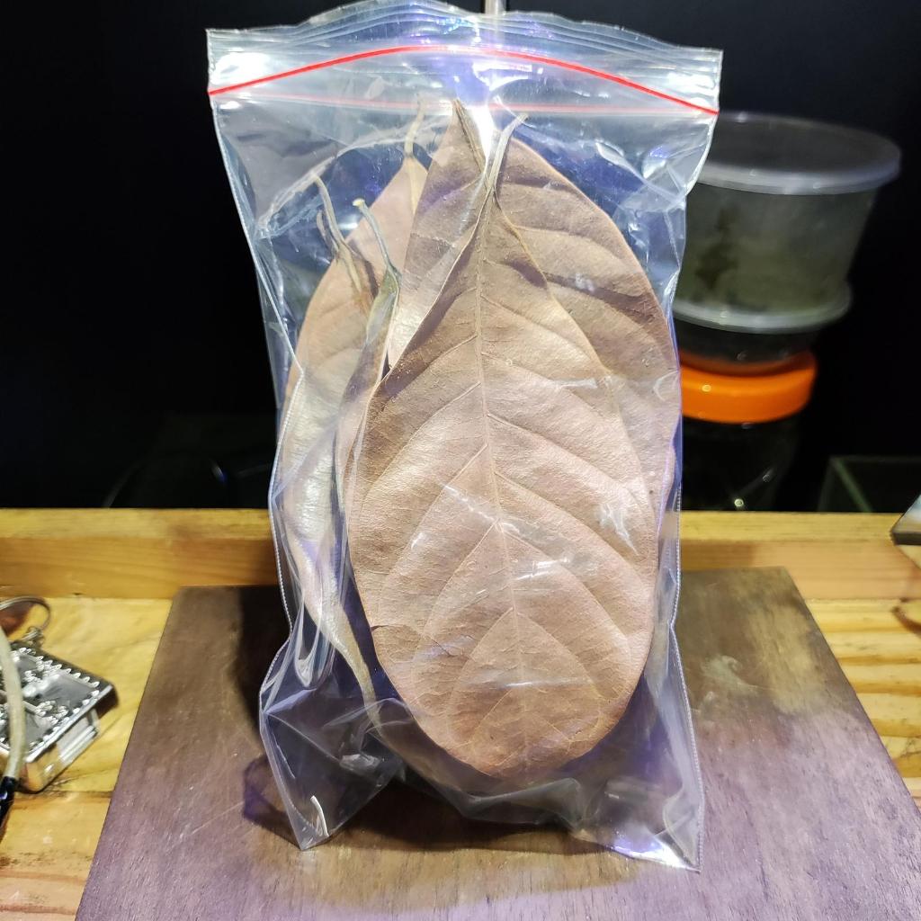 Daun kering makanan isopod untuk bioactive terrarium vivarium 10 gram